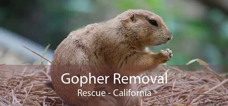 Gopher Removal Rescue - California