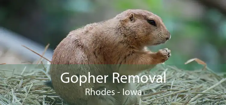 Gopher Removal Rhodes - Iowa