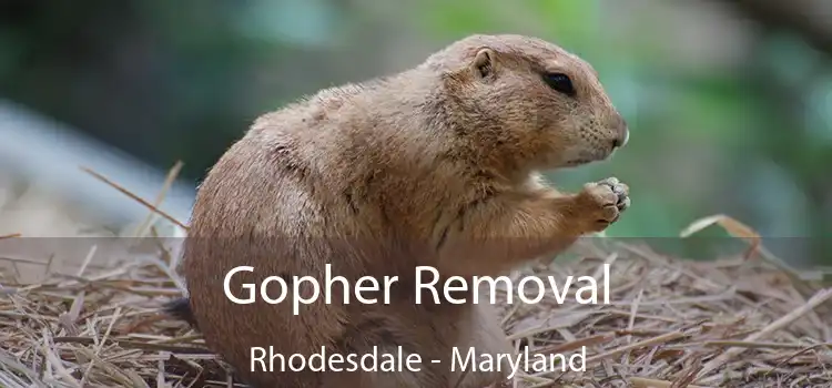 Gopher Removal Rhodesdale - Maryland