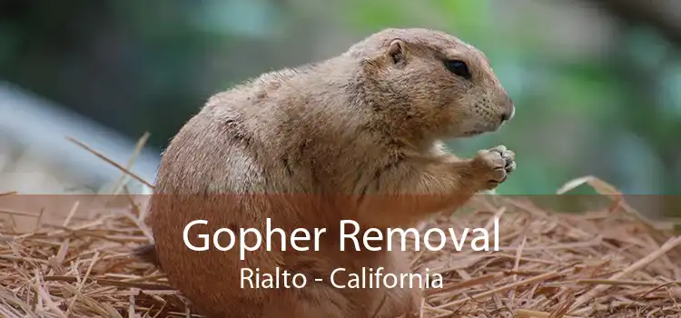 Gopher Removal Rialto - California