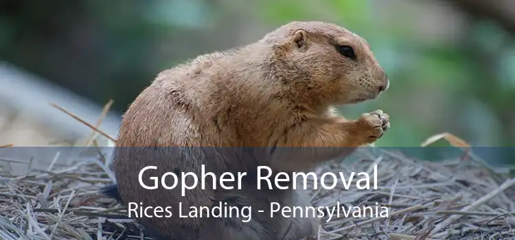 Gopher Removal Rices Landing - Pennsylvania