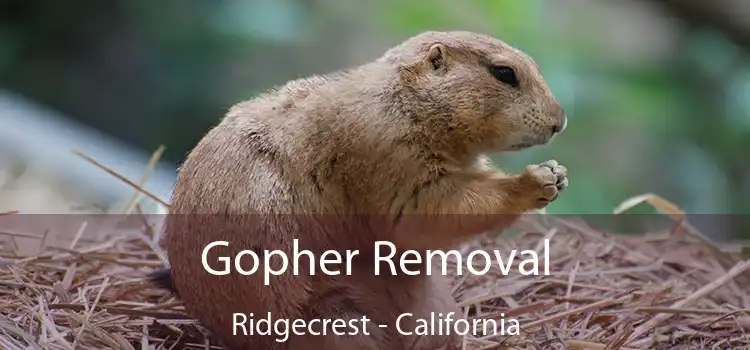 Gopher Removal Ridgecrest - California