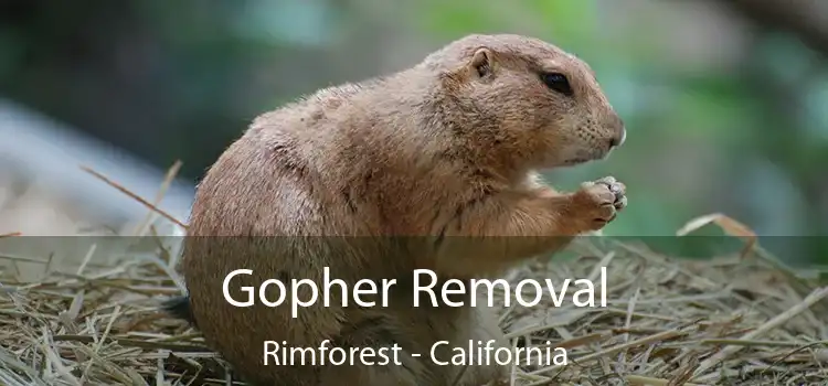 Gopher Removal Rimforest - California