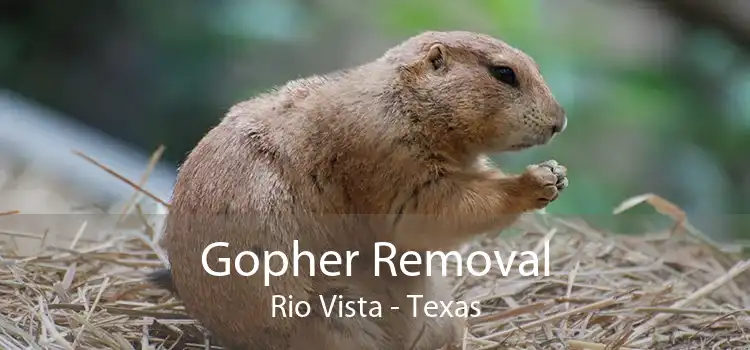 Gopher Removal Rio Vista - Texas