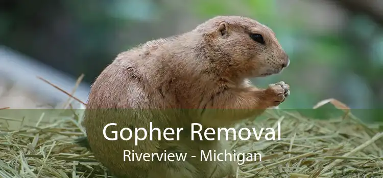 Gopher Removal Riverview - Michigan