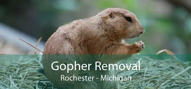 Gopher Removal Rochester - Michigan