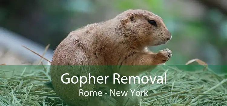 Gopher Removal Rome - New York