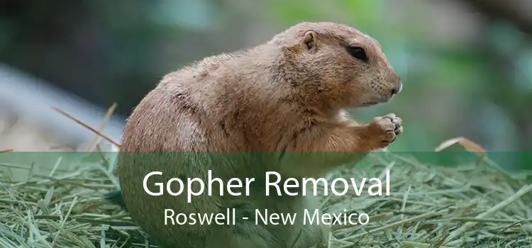 Gopher Removal Roswell - New Mexico