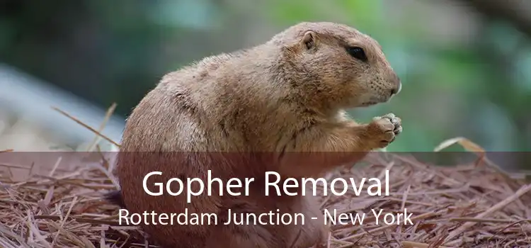 Gopher Removal Rotterdam Junction - New York