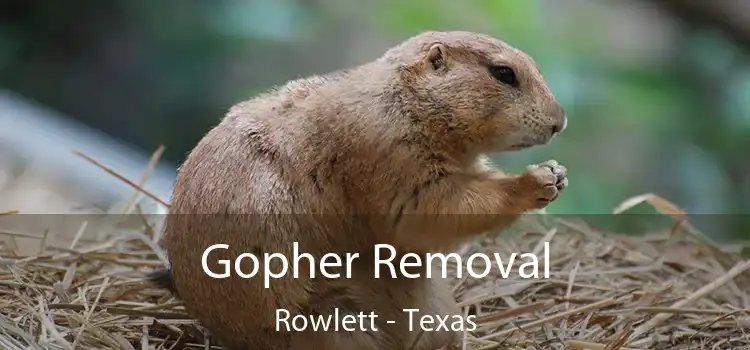 Gopher Removal Rowlett - Texas