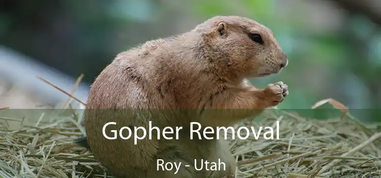 Gopher Removal Roy - Utah