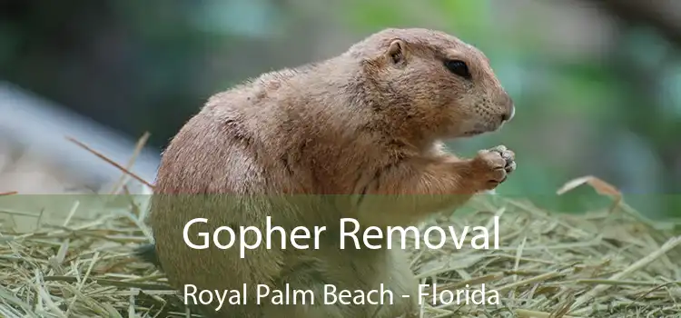 Gopher Removal Royal Palm Beach - Florida