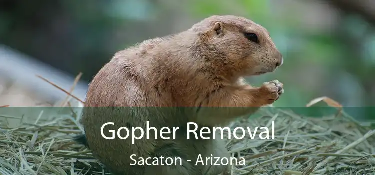 Gopher Removal Sacaton - Arizona