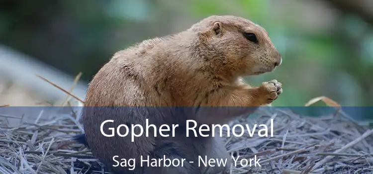 Gopher Removal Sag Harbor - New York