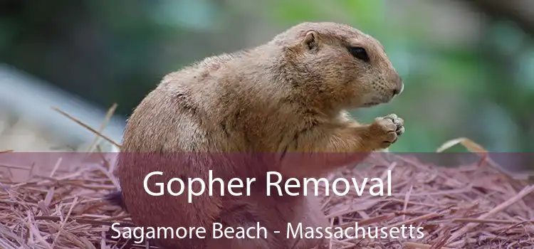 Gopher Removal Sagamore Beach - Massachusetts