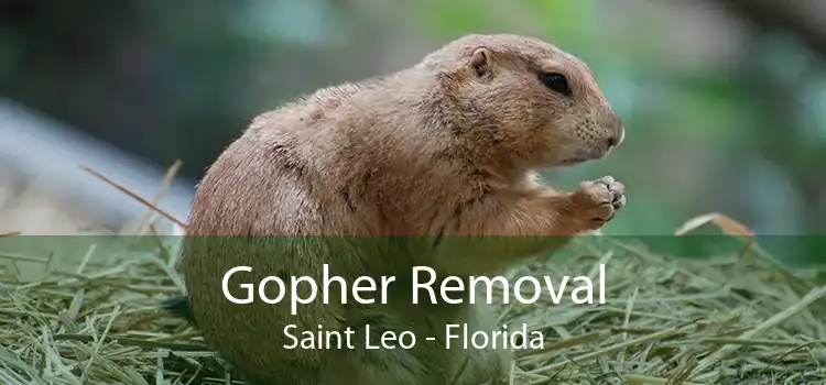 Gopher Removal Saint Leo - Florida