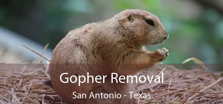 Gopher Removal San Antonio - Texas