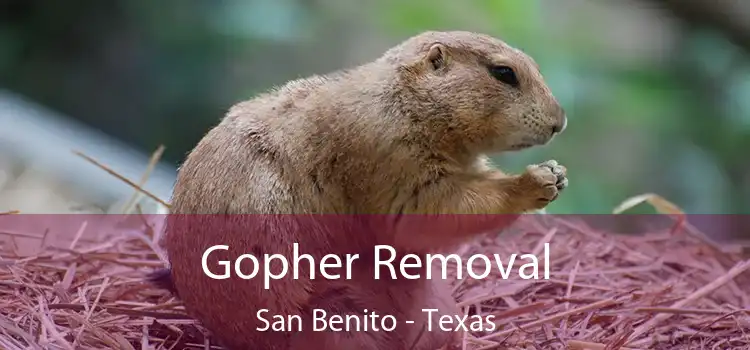 Gopher Removal San Benito - Texas