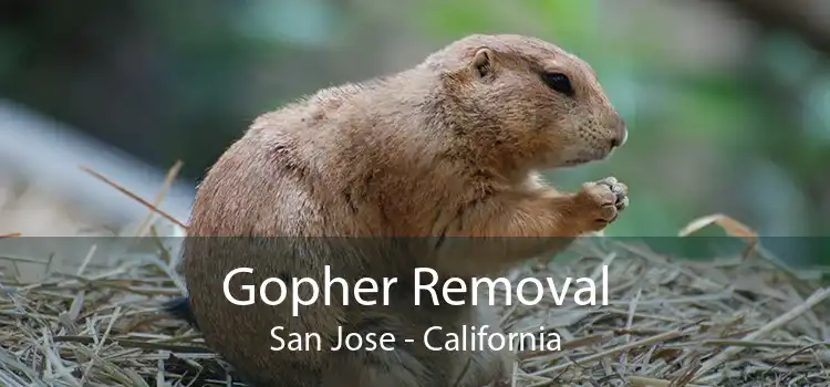 Gopher Removal San Jose - California