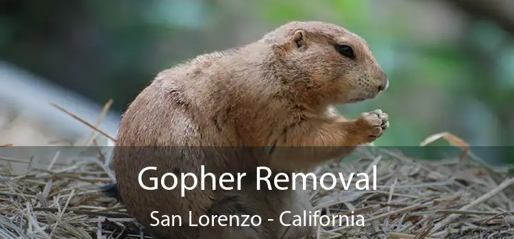 Gopher Removal San Lorenzo - California