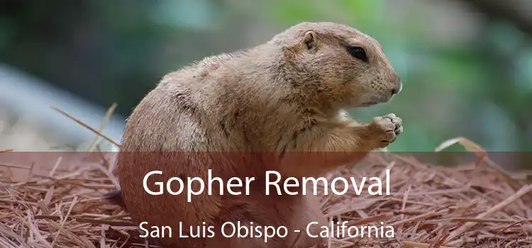 Gopher Removal San Luis Obispo - California