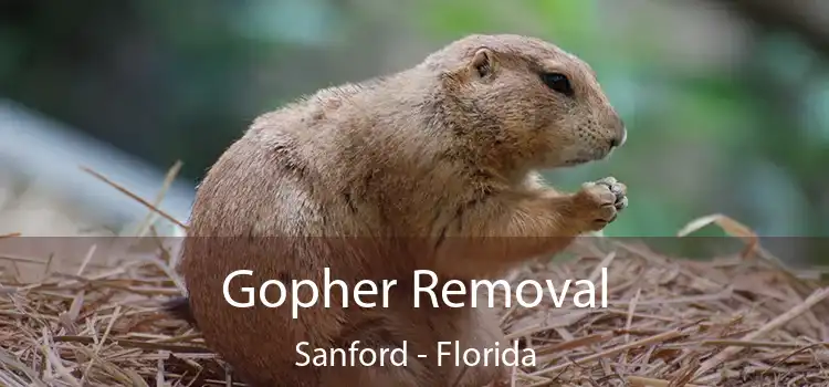 Gopher Removal Sanford - Florida