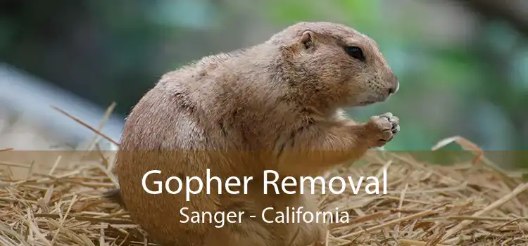 Gopher Removal Sanger - California