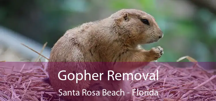 Gopher Removal Santa Rosa Beach - Florida