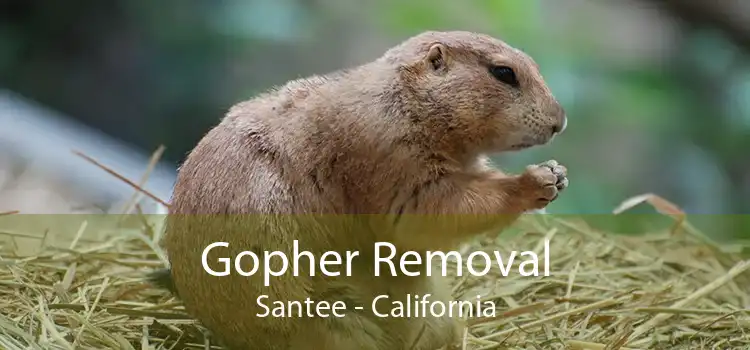 Gopher Removal Santee - California