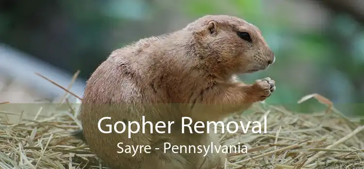 Gopher Removal Sayre - Pennsylvania
