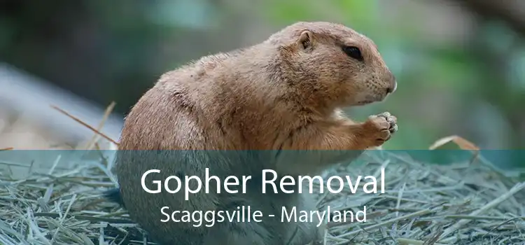 Gopher Removal Scaggsville - Maryland