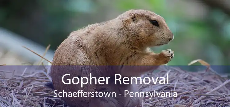 Gopher Removal Schaefferstown - Pennsylvania