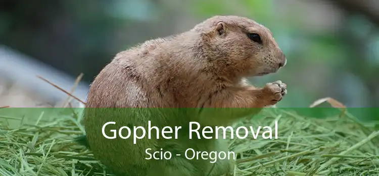 Gopher Removal Scio - Oregon