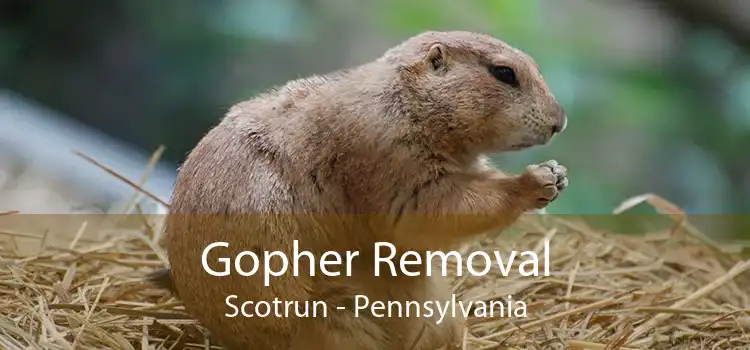 Gopher Removal Scotrun - Pennsylvania