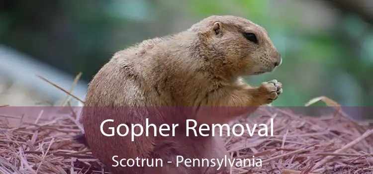 Gopher Removal Scotrun - Pennsylvania
