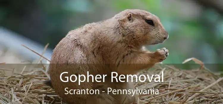 Gopher Removal Scranton - Pennsylvania
