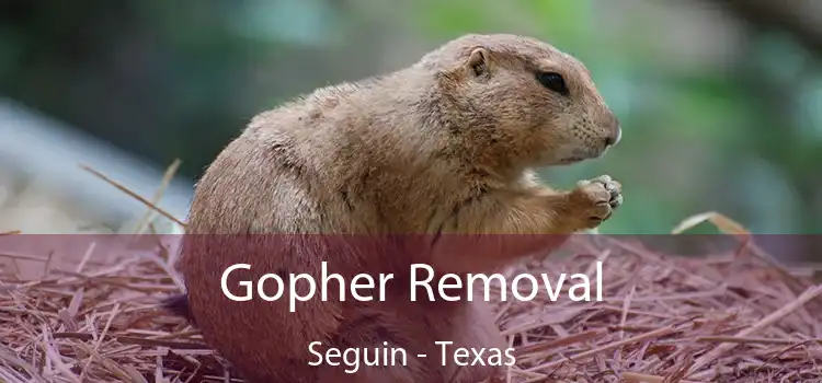 Gopher Removal Seguin - Texas