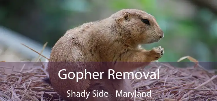 Gopher Removal Shady Side - Maryland