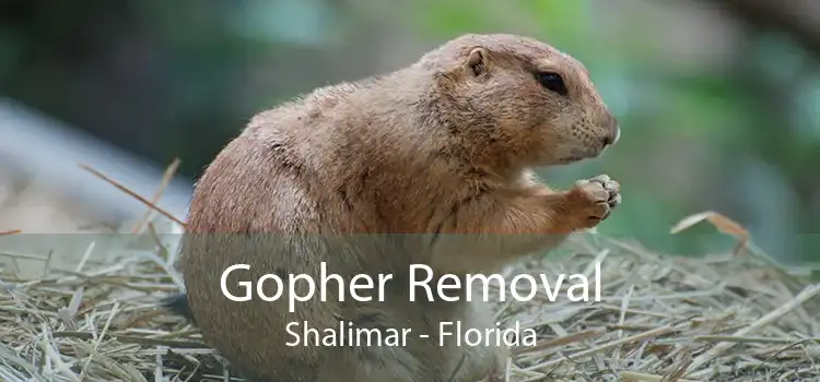 Gopher Removal Shalimar - Florida
