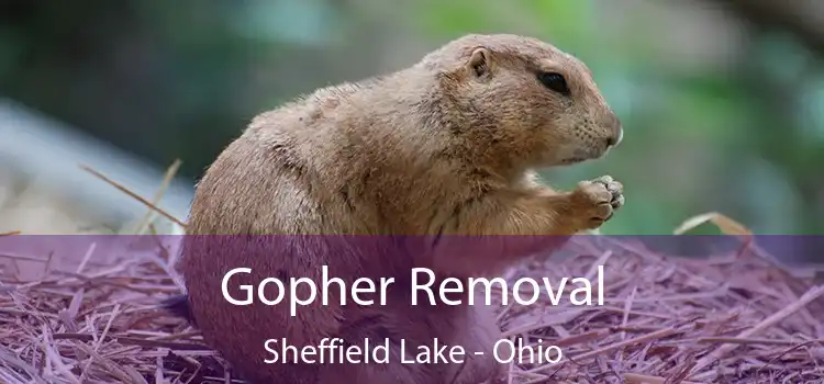 Gopher Removal Sheffield Lake - Ohio