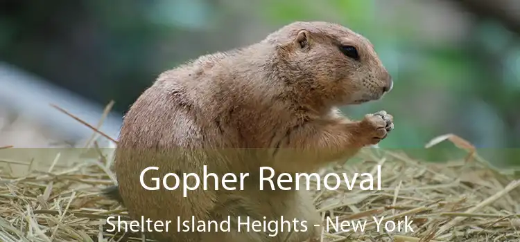 Gopher Removal Shelter Island Heights - New York