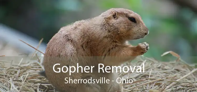 Gopher Removal Sherrodsville - Ohio