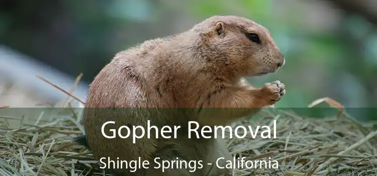 Gopher Removal Shingle Springs - California