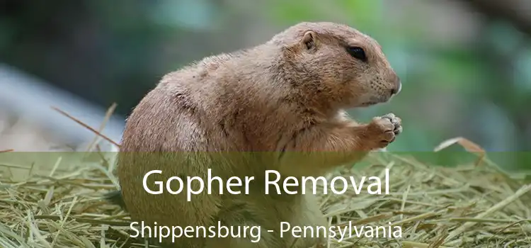 Gopher Removal Shippensburg - Pennsylvania