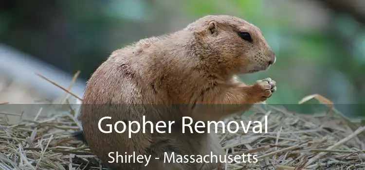 Gopher Removal Shirley - Massachusetts