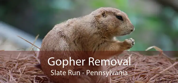 Gopher Removal Slate Run - Pennsylvania