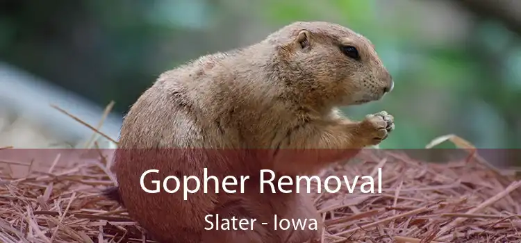 Gopher Removal Slater - Iowa