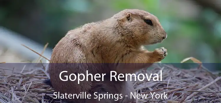 Gopher Removal Slaterville Springs - New York