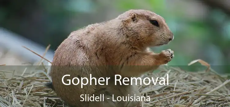 Gopher Removal Slidell - Louisiana