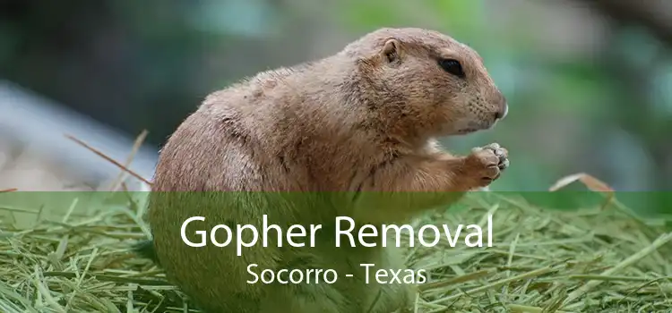 Gopher Removal Socorro - Texas